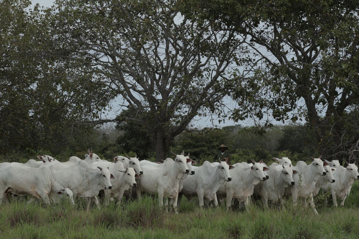 Rebanho Nelore da Laçada a pasto