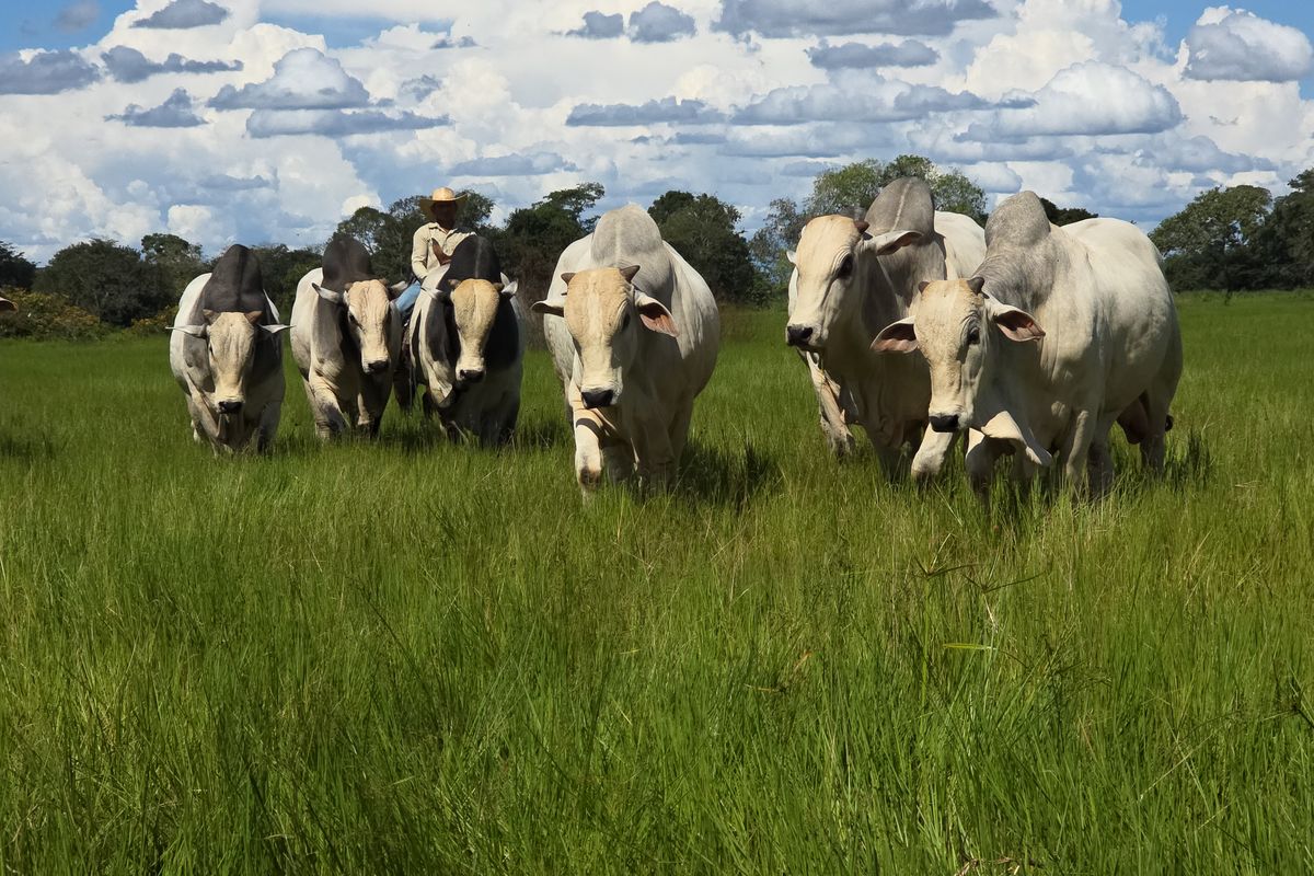 Touros Nelore da Laçada em pastagem no Tocantins