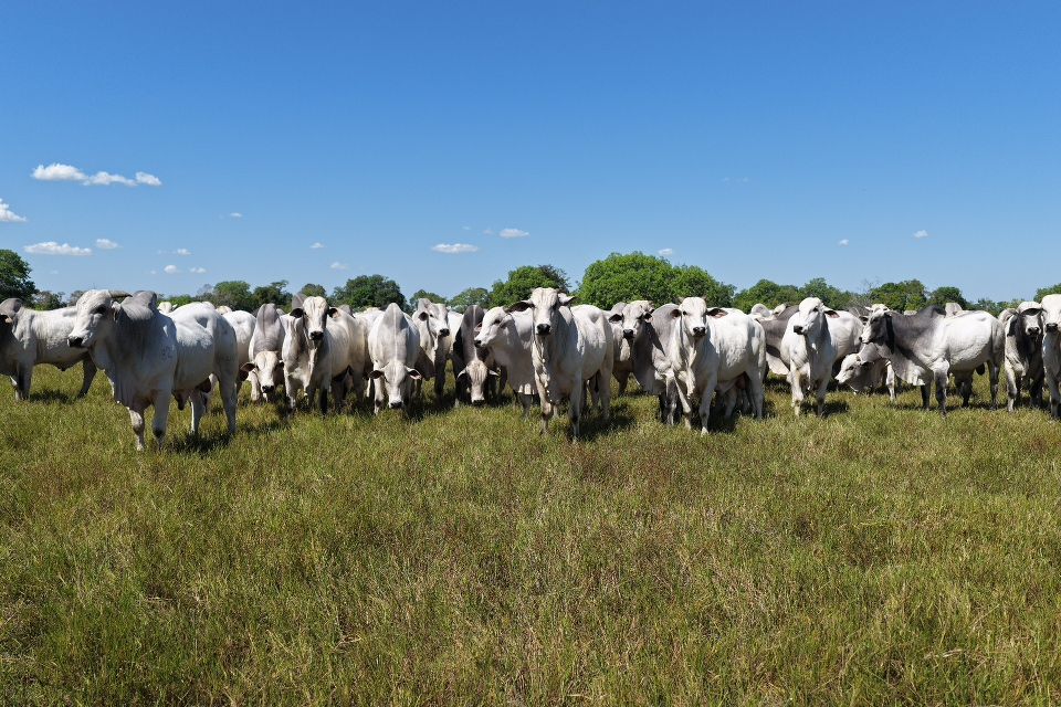 Lote de matrizes Nelore da Laçada a pasto