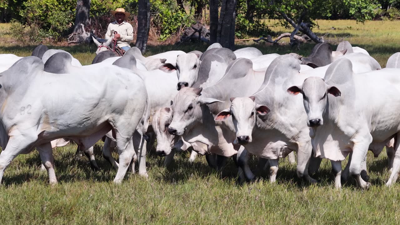 Rebanho Nelore da Laçada caminhando a pasto